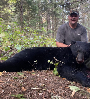 Black Bear Hunting In Maine